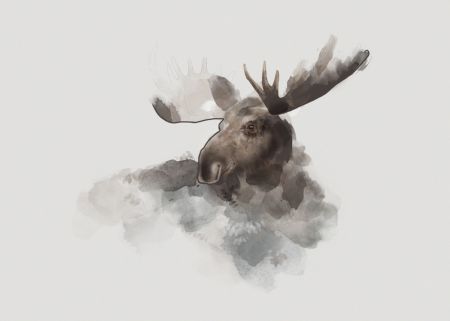 Elk