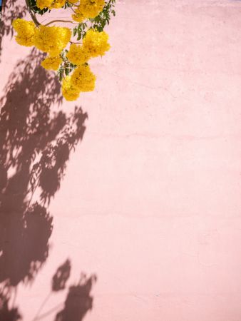 Yellow and Pink | Oaxaca Mexico