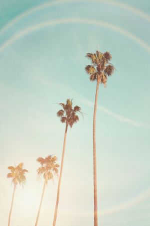 Sunny Cali Palm Tree