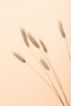 Bunny Grass Peach 03