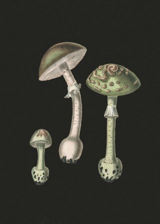 Amanita Muscaria Dark Background