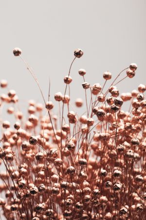 Dried Grass Copper 05