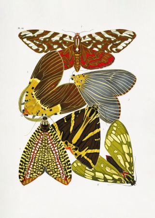 Butterflies 6