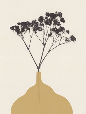 Blooms of Gypsophila #1