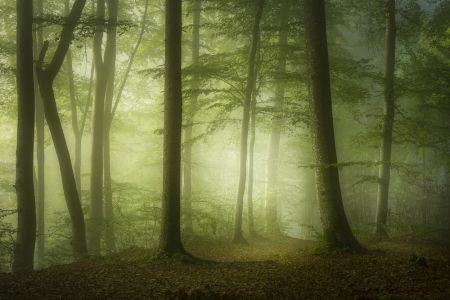 Mysterious Spring Morning