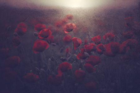 Flowers for Women's Day