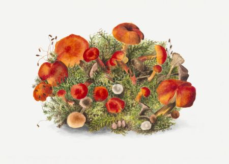 Study of Mushrooms (1880) Horizontal