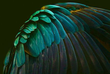 There's a bird in there somewhere