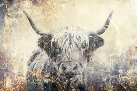 Cow Highland Illustration Art 04