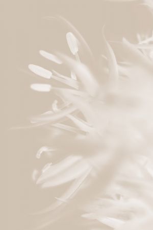 Flower Beige_1