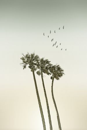Vintage minimalist palm trees & sunset