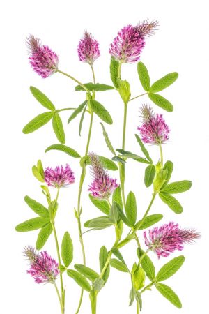 Trifolium