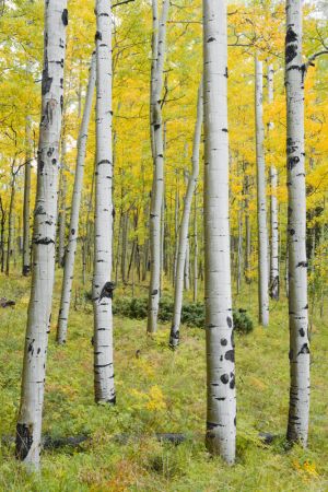 Yellow Birchs vertical