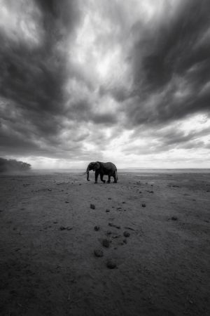 Amboseli