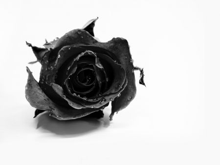 Rose Noir