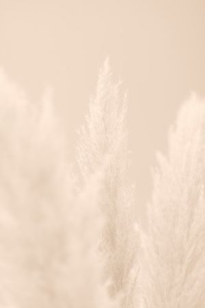 Pampas Grass Beige 04
