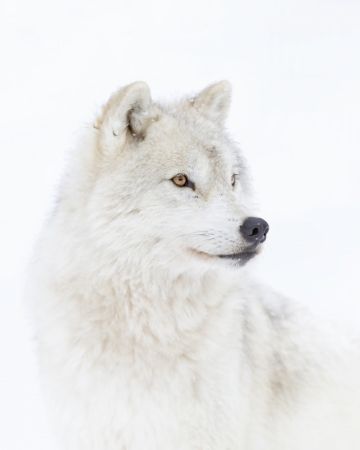 Portrait of an Arctic Wolf