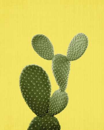 Yellow Cactus