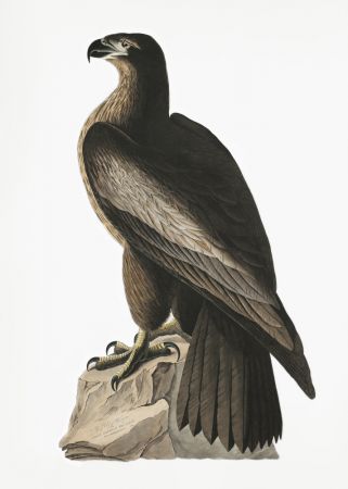 Great American Sea Eagle From Birds of America (1827)