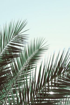  Palm leaves, sky_1