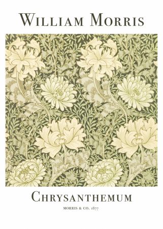 Chrysanthemum