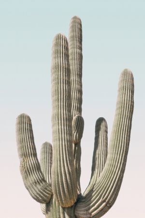 Saguaro