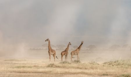 Weathering the Amboseli Dust Devils