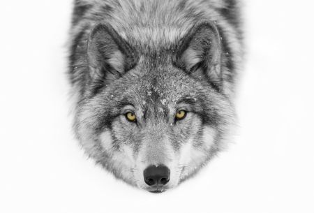 Yellow eyes - Timber Wolf