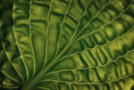 Leaf of a hosta