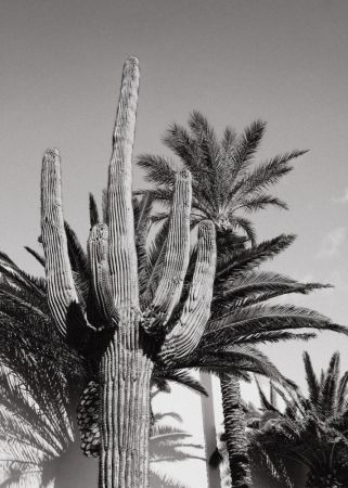 Cactus Bw Las Vegas