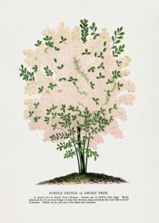 Purple Fringe Tree Lithograph