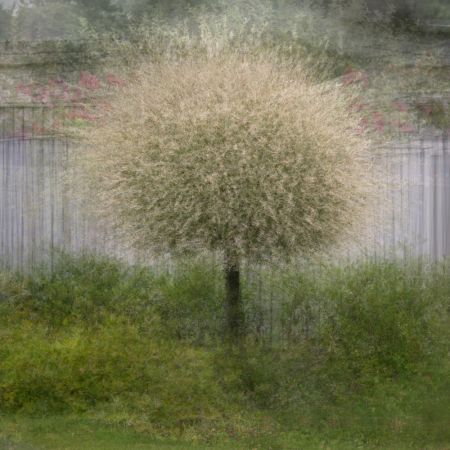 In front of the fence