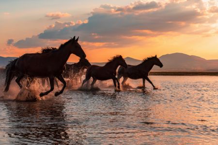 WATER HORSES