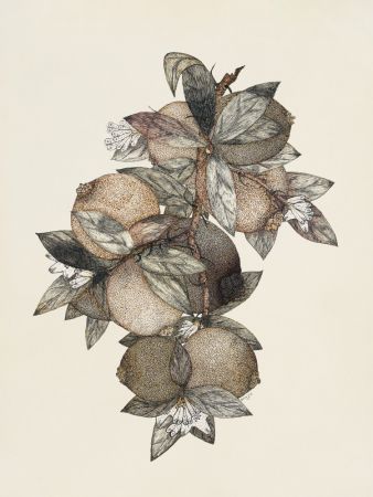 Pomegranate (1867) Rufus King