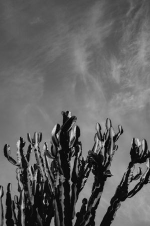 Monochrome Cactus Sky