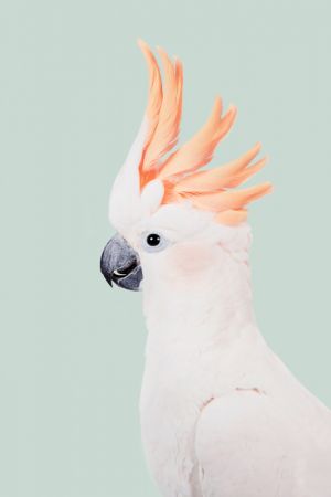 Cockatoo