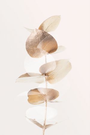 Eucalyptus Creative Gold 04