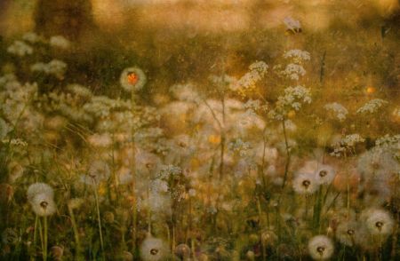 Dandelion Dreams