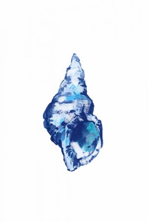 Blue Seashell On White Background No 2
