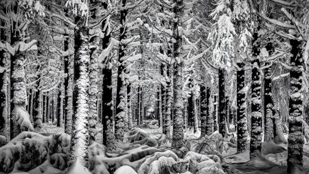 Winter Forest