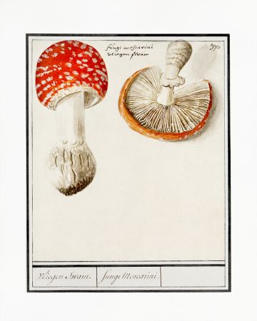 Fly Agaric, Amanita Muscaria