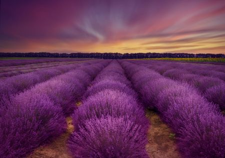 ...lavender field