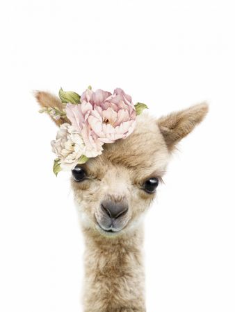Floral Baby Llama