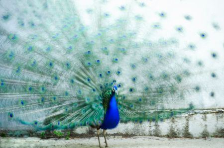 Peacock