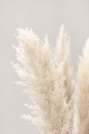 Pampas Grass Grey 03