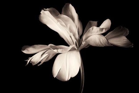 Tulip Exotic Emperor