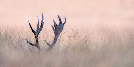   Hide & Seek  ( Horn of Stag)