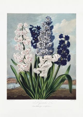 Hyacinths from The Temple of Flora (1807)