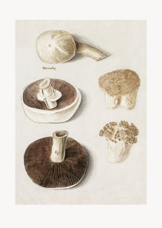 Common Meadow Mushroom, Agaricus Campestris Standing
