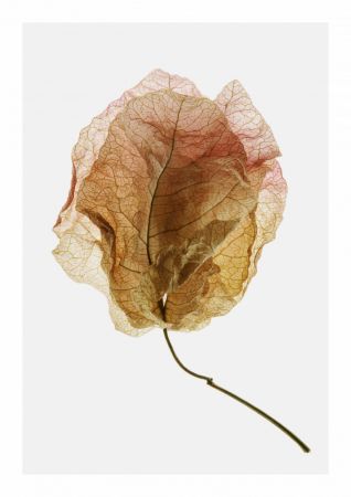 Bougainvillea Study No6